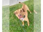 Vizsla Mix DOG FOR ADOPTION RGADN-1100394 - Tulip - Vizsla / Mixed Dog For