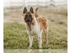 Akita-German Shepherd Dog Mix DOG FOR ADOPTION RGADN-1100472 - Roscoe - Akita /