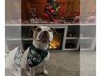 American Staffordshire Terrier Mix DOG FOR ADOPTION RGADN-1101128 - Sandy NJ -