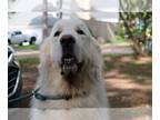 Great Pyrenees DOG FOR ADOPTION RGADN-1101130 - Estelle - Great Pyrenees (long