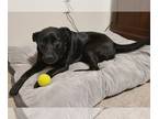 Labrador Retriever Mix DOG FOR ADOPTION RGADN-1101690 - Valerie - Shepherd /