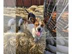 Dachshund-Jack Russell Terrier Mix DOG FOR ADOPTION RGADN-1101706 - Timon -