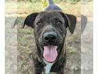 Mountain Cur-Plott Hound Mix DOG FOR ADOPTION RGADN-1102892 - Astro - Mountain