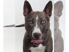 Bull Terrier-Siberian Husky Mix DOG FOR ADOPTION RGADN-1103469 - *PEPPA - Bull