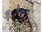 Miniature Pinscher DOG FOR ADOPTION RGADN-1103804 - HOOK - Miniature Pinscher