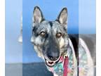 German Shepherd Dog-Huskies Mix DOG FOR ADOPTION RGADN-1103957 - Zahara - Foster