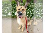 Australian Shepherd-Retriever Mix DOG FOR ADOPTION RGADN-1103983 - Foxy -