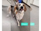 English Coonhound DOG FOR ADOPTION RGADN-1104291 - Chopper - English Coonhound