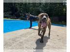 Boxer DOG FOR ADOPTION RGADN-1104317 - Lena - - Boxer (short coat) Dog For