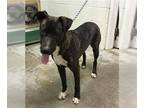 American Pit Bull Terrier Mix DOG FOR ADOPTION RGADN-1104561 - *KIMO AKA TITAN -