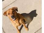 Coonhound Mix DOG FOR ADOPTION RGADN-1104724 - Athena - Coonhound / Shepherd /