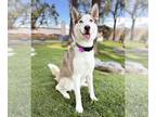 Huskies Mix DOG FOR ADOPTION RGADN-1106619 - Buttercup - Husky / Mixed (long