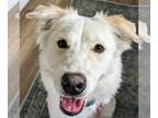 Great Pyrenees Mix DOG FOR ADOPTION RGADN-1107110 - Juniper - Great Pyrenees /