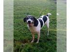 Beagle-Pointer Mix DOG FOR ADOPTION RGADN-1107444 - Sadie *Foster Home Needed!*