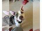 American Staffordshire Terrier Mix DOG FOR ADOPTION RGADN-1176480 - Eden -