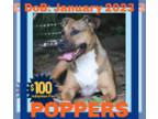 Boxer Mix DOG FOR ADOPTION RGADN-1177782 - POPPERS - $100 - Boxer / Mixed (short