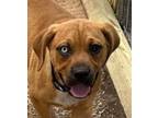 Adopt Buttercup a Beagle, Terrier