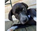 Adopt Bluebell a Beagle, Terrier