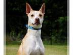 Carolina Dog Mix DOG FOR ADOPTION RGADN-1215539 - Gunnar - Terrier / Carolina