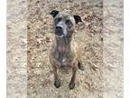 Boxer Mix DOG FOR ADOPTION RGADN-1215994 - Bailee - Boxer / Mixed Dog For