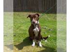 German Shorthaired Pointer Mix DOG FOR ADOPTION RGADN-1216790 - Mother Hubbard -