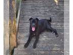 Staffordshire Bull Terrier Mix DOG FOR ADOPTION RGADN-1219022 - Daphne -