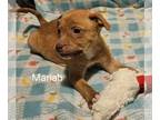 Beagle Mix DOG FOR ADOPTION RGADN-1220056 - Mariah - Terrier / Beagle / Mixed