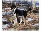 Rottweiler Mix DOG FOR ADOPTION RGADN-1225524 - Annie in NH - Rottweiler /