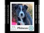 American Pit Bull Terrier-Huskies Mix DOG FOR ADOPTION RGADN-1227671 - Phineas