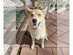 Mix DOG FOR ADOPTION RGADN-1231232 - Salsa - Husky (medium coat) Dog For