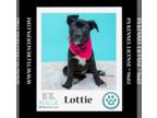 Shepradors DOG FOR ADOPTION RGADN-1231618 - Lottie (Outlander Pups) 020324 -