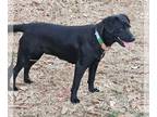 Labrador Retriever DOG FOR ADOPTION RGADN-1235271 - Sissy - Labrador Retriever