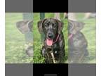 Sheprador DOG FOR ADOPTION RGADN-1237217 - Scarlett - Labrador Retriever /