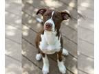 American Pit Bull Terrier Mix DOG FOR ADOPTION RGADN-1238823 - * Mirage -