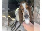 Basset Hound DOG FOR ADOPTION RGADN-1243473 - Otis - Basset Hound Dog For