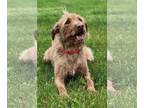 Irish Terrier-Vizsla Mix DOG FOR ADOPTION RGADN-1243488 - Beauregaurde - Irish