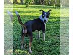 Jack-Rat Terrier DOG FOR ADOPTION RGADN-1243494 - Turkey - Rat Terrier / Jack