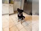 German Shepherd Dog-Huskies Mix DOG FOR ADOPTION RGADN-1243498 - Joy 0305 -