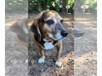 Beagle Mix DOG FOR ADOPTION RGADN-1243499 - Queenie - Beagle / Mixed (short