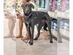 Golden Retriever Mix DOG FOR ADOPTION RGADN-1243500 - Onyx/Teddy - Black