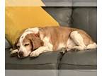 Beagle DOG FOR ADOPTION RGADN-1243507 - Bogie/Homer II - Beagle Dog For Adoption