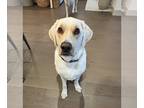 Labrenees DOG FOR ADOPTION RGADN-1243515 - Loretta - Labrador Retriever / Great