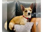 Jack Chi DOG FOR ADOPTION RGADN-1243526 - Rubia - Jack Russell Terrier /