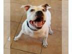 American Pit Bull Terrier Mix DOG FOR ADOPTION RGADN-1243527 - Izzy - Pit Bull