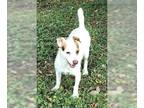 Parson Russell Terrier Mix DOG FOR ADOPTION RGADN-1243528 - Oscar - Parson
