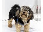 Poodle (Miniature) Mix DOG FOR ADOPTION RGADN-1243535 - Toto - Yorkshire Terrier