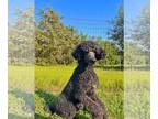 Poodle (Standard) DOG FOR ADOPTION RGADN-1243542 - Luca July 23 - Poodle