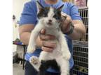 Adopt Scotch bonnet a Domestic Short Hair