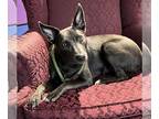 Australian Kelpie Mix DOG FOR ADOPTION RGADN-1243555 - Pepper - Australian