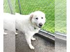 Great Pyrenees Mix DOG FOR ADOPTION RGADN-1243564 - French Fry - Great Pyrenees